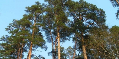 Kako posaditi sadnicu bora